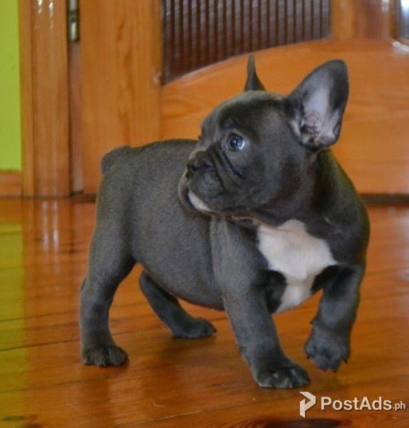 Blue French Bulldogs Pups