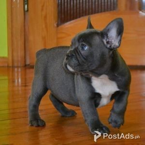Blue French Bulldogs Pups | PostAds PH