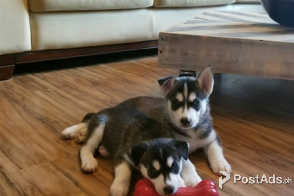 Male and Female SIBERIAN HUSKY PUPPIES AVAILABLE FOR SALE