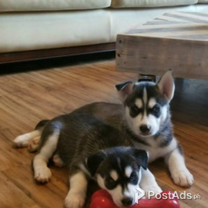 Male and Female SIBERIAN HUSKY PUPPIES AVAILABLE FOR SALE | PostAds PH