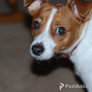 Sweet Playful Excellent Purebred JACK RUSSELL TERRIER Puppies | PostAds PH