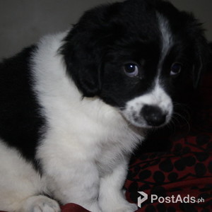 Adorable border collie puppies Available For Sale | PostAds PH