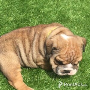 Lovely English Bulldog Puppies | PostAds PH