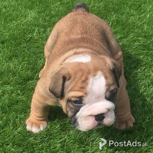 Beautiful English Bulldog Puppies | PostAds PH