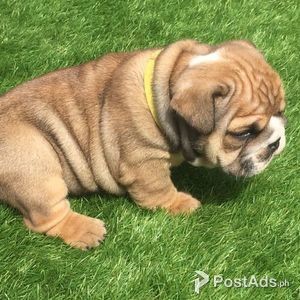 English Bulldog Puppies | PostAds PH