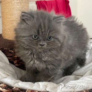 Adorable British short hair kittens available for New homes Now | PostAds PH
