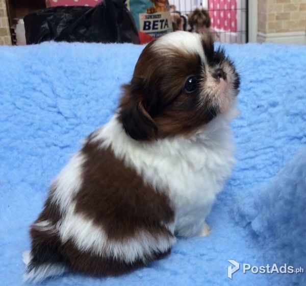Just Shih-tzu Puppies