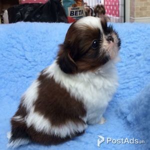 Just Shih-tzu Puppies | PostAds PH