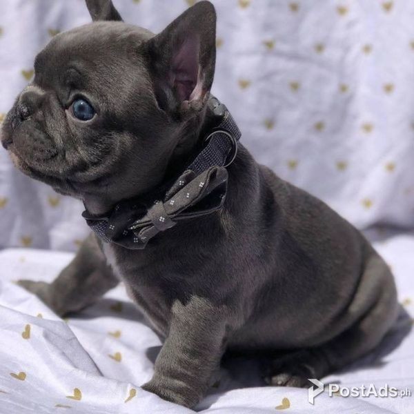 Beautiful Blue French Bulldog puppies