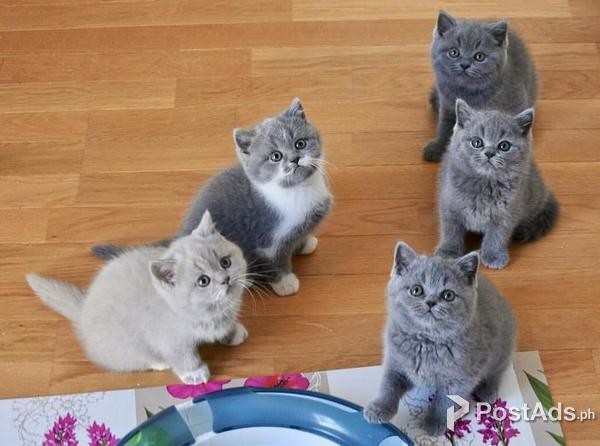 kittens available for new homes