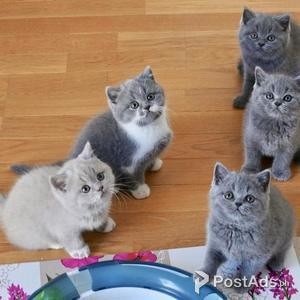 smilling little being needs new homes | PostAds PH