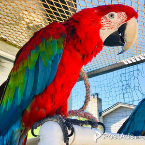 Scarlet Macaw parrots | PostAds PH