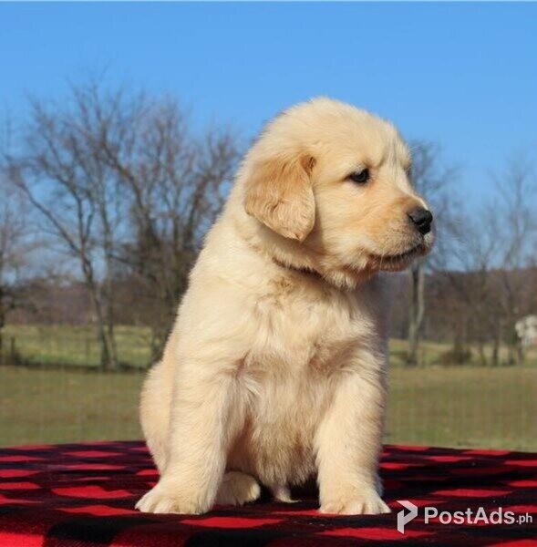 Excellent golden Retriever 