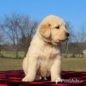 Excellent golden Retriever | PostAds PH
