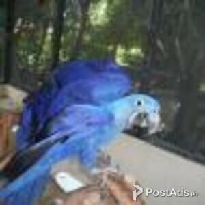 Hyacinth Macaw parrots are now ready for sale | PostAds PH