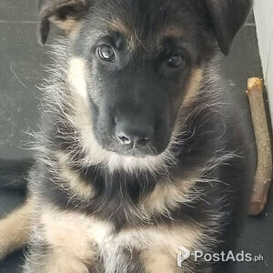 Beautiful German Shepherd Puppies For Sale | PostAds PH