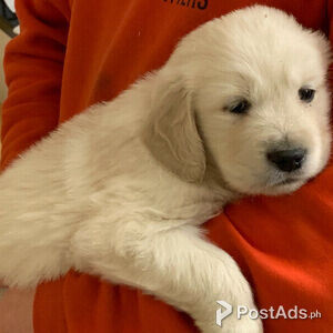Golden Retrievers (Purebred) for sale | PostAds PH