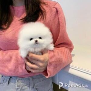 White Pomeranians puppies available | PostAds PH