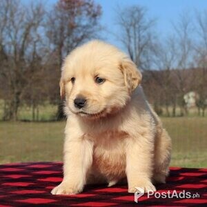 Adorable Retriever puppies | PostAds PH