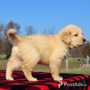 Adorable golden Retriever puppies | PostAds PH