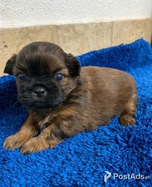 Shih tzu