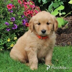 Golden Retriever puppies | PostAds PH