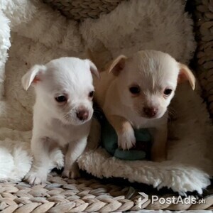 Chihuahua puppies | PostAds PH