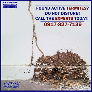 Termite control services | PostAds PH