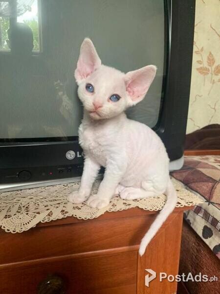 Devon Rex Kittens for adoption 