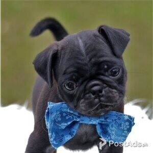 Stunning Litter Of Fawn Pugs Puppies Available whatsapp:+1 (484) 746-3 | PostAds PH