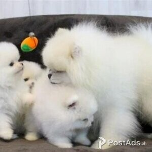 Stunning Pomeranian puppies | PostAds PH