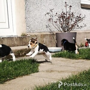 Beautiful beagle! | PostAds PH