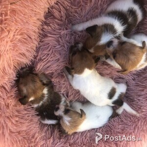 Jack Russell Puppies | PostAds PH