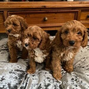 Cavapoo Pups | PostAds PH