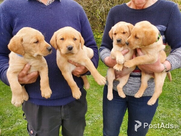 Labrador puppies