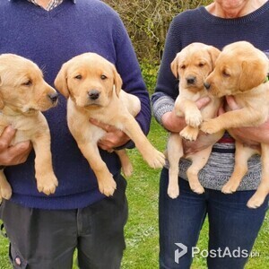 Labrador puppies | PostAds PH