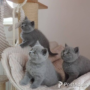 kittens for adoption | PostAds PH