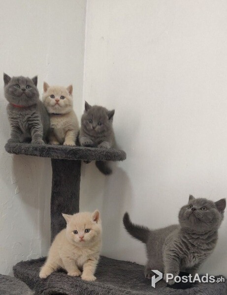 british shorthair kittens for adoption