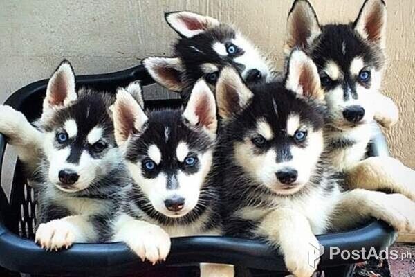 Gorgeous Siberian Husky Puppies . +447440524997