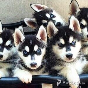 Gorgeous Siberian Husky Puppies . +447440524997 | PostAds PH