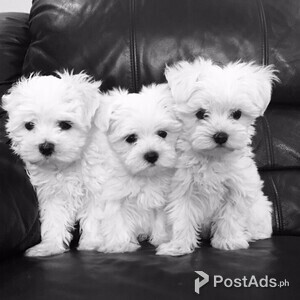 Maltese Puppies For Sale. +447440524997 | PostAds PH
