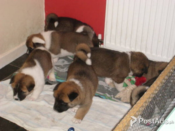 Beautiful  Akita Puppies . +447440524997