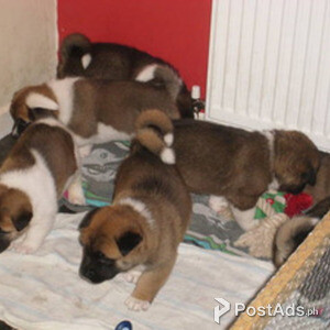 Beautiful Akita Puppies . +447440524997 | PostAds PH