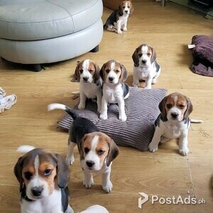 Beautiful Beagle Puppies +447440524997 | PostAds PH