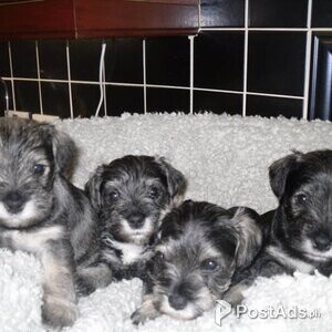 Lovely home reared miniature schnauzer +447440524997 | PostAds PH