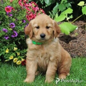 adorable golden Retriever | PostAds PH