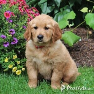 Cute golden Retriever puppies | PostAds PH