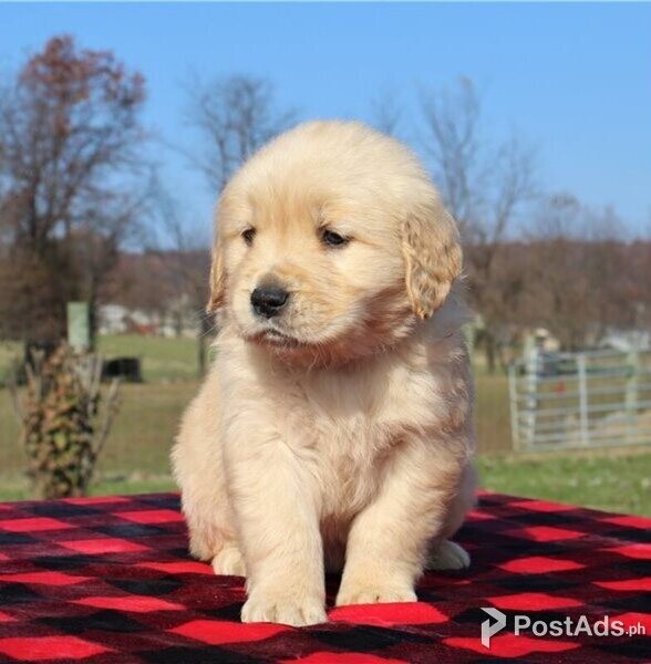 Lovely golden Retriever puppies 