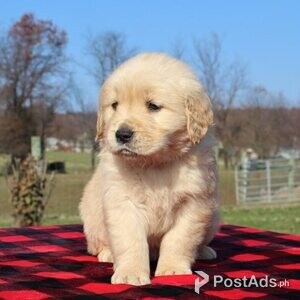 Lovely golden Retriever puppies | PostAds PH