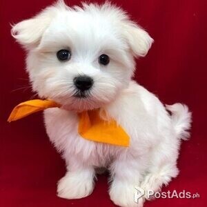 Maltese babies | PostAds PH
